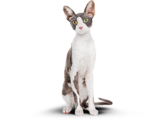 худой кот
