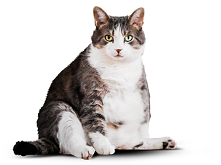 толстый кот